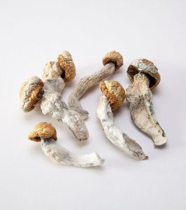 Penis Envy Magic Mushrooms 