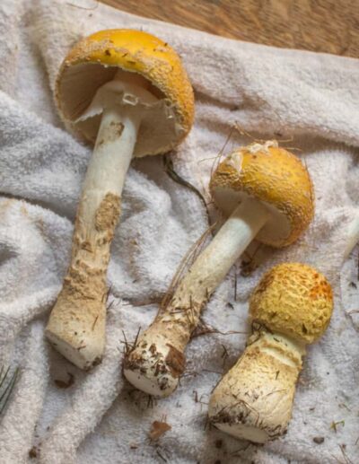 Amanita Muscaria Spores