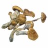 Magic Mushrooms