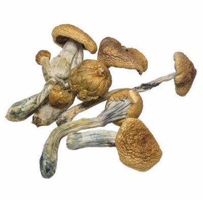 Magic Mushrooms