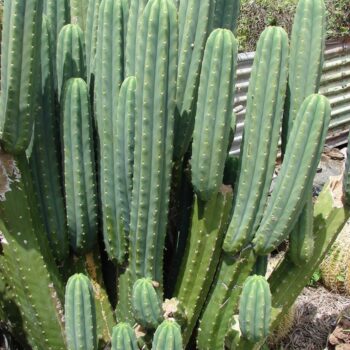 MESCALINE CACTUS