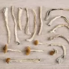 Buy Magic mushrooms Online