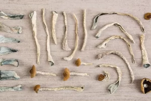 Buy Magic mushrooms Online Buy Magic mushrooms Online