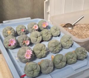 Peyote cactus for sale