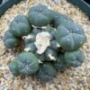 Lophophora williamsii