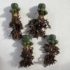 Peyote cactus seeds