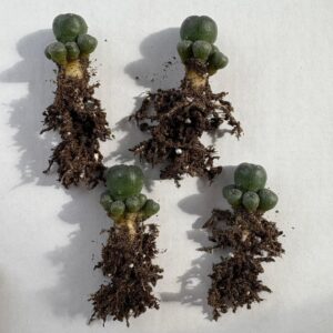 Peyote cactus seeds
