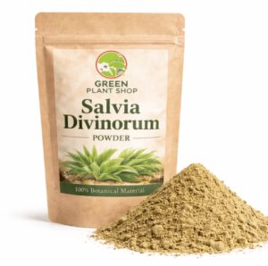Salvia divinorum